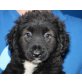 SAHRI, Schnauzermix,Pflegestelle Vorarlberg Welpen - Rüde