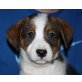 SAIM, Schnauzermix, Pflegestelle Bgld Welpen - Rüde