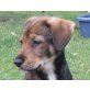 SAKINA, Schnauzermix,Pflegestelle Wien Welpen - Hündin