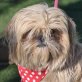 SALAMANCA - Linares, Shih Tzu, kastriert - Hündin