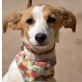 SALINA - Linares, Jack-Russell-Terrier-Mischling - Hündin