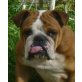 SALLY 4, Pflegestelle Waldviertel, engl. Bulldogge - Hündin