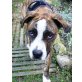 SALLY 7, Pflegestelle Wien, WURDE GERETTET! Verschmuste Boxer-Staffmix - Hündin