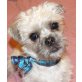 SALLY 8 - Pflegestelle NÖ, junge Shi Tzu-Westimix - Hündin