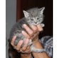 SALLY, Europäisch Kurzhaar Mix - Katze