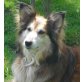 SALLY II, Collie Mix - Hündin