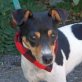 SALLY - Ubeda, Bodeguero-Andaluz - kastriert - Hündin