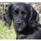SALMO, Pflegestelle Niederösterreich, hübscher Spanielmix - Rüde