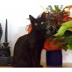 SALOME, Tierschutz - Katze