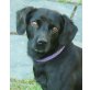SAM 4 - Pflegestelle Niederösterreich, Pinscher - Mix - Rüde