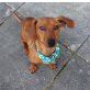 SAM 5, Pflegestelle Oberösterreich, superbraver, kleiner Pinscher/Dackelmix - Rüde