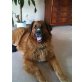 SAM, Bärenhund-Hovawart-Berner Sennenhund - Rüde