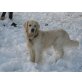 SAM, Golden Retriever - Rüde