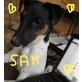 SAM, Parson/ Fox Terrier - Rüde