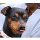 SAMEDI, Pflegestelle Wien, anhängliche, süße kleine PINSCHER - Hündin