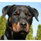 SAMIRA 3, Pflegestelle Niederösterreich, ideal für Hundesportarten - liebe ROTTI-Mix - Hündin