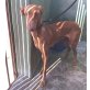 SAMIRA, Podenco Canario - Hündin