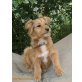 SAMIRA, aufgewecktes Hundekind - Hündin