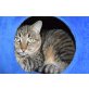 SAMKO, Europäische Kurzhaarkatze - Kater