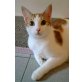 SAMMI, entzückender Kater sucht Zuhause - Kater