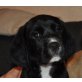 SAMMY, Beagle/Spanielmischling,Pflegestelle Wien Welpen - Rüde