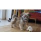 SAMMY, Maltipoo - Rüde