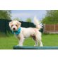 SAMMY, Shih-Tzu Mischlingsrüde - Rüde