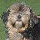 SAMORA - Linares, Shih Tzu Mix, kastriert - Hündin