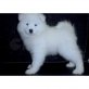 SAMOYED, Samojede - Rüde