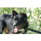 SAMPY,  Pflegestelle Tirol, hübscher, anhänglicher Bordermix - Rüde