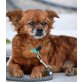 SAMU - kastriert, Tibet-Spaniel-/Welsh-Corgie-Mischling - Rüde