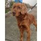 SAMY 4, Pflegestelle Tirol, Spaniel-Mix - Rüde