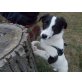 SAMiRA, Bordercolliemix Welpen - Hündin