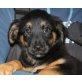 SANA, Spanielmischling,Pflegestelle Wien Welpen - Hündin