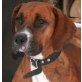 SANDY, Boxer Mix - Hündin
