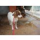 SANDY, Bracke Mix - Hündin
