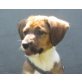 SANJA, Schnauzermix, Pflegestelle Wien Welpen - Hündin