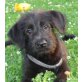 SANJO, Schnauzermix,Pflegestelle Nähe Wien Welpen - Rüde