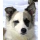 SANO sucht Pflege- oder Fixplatz, Bordercollie-Spitzmix - Rüde