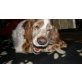 SANTI, Springerspaniel - Rüde