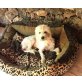 SANTO, Bichon maltese/Pudel-Mix - Rüde