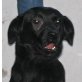 SANY, Pflegestelle Niederösterreich, hübsche, verschmuste Labradormix - Hündin