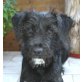 SANYA, unser süßes Schnauzermäderl Welpen - Hündin