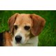 SARA, Beagle - Hündin