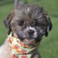 SARA - Linares, Shih Tzu, kastriert - Hündin
