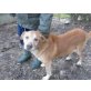 SARACENO ein Leben in Gefangenschaft, Retriever - Mix - Rüde