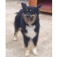 SASHA, Collie/Eurasier Mix - Hündin