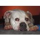 SASOU - Pflegestelle Österreich, Amerikanische Bulldogge - Rüde