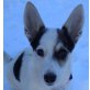 SAXANA, Jack Russel Terriermix,Pflegestelle NÖ Welpen - Hündin
