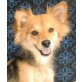 SAYA, Pflegestelle Niederösterreich, quirlige, zarte Sheltiemix - Hündin